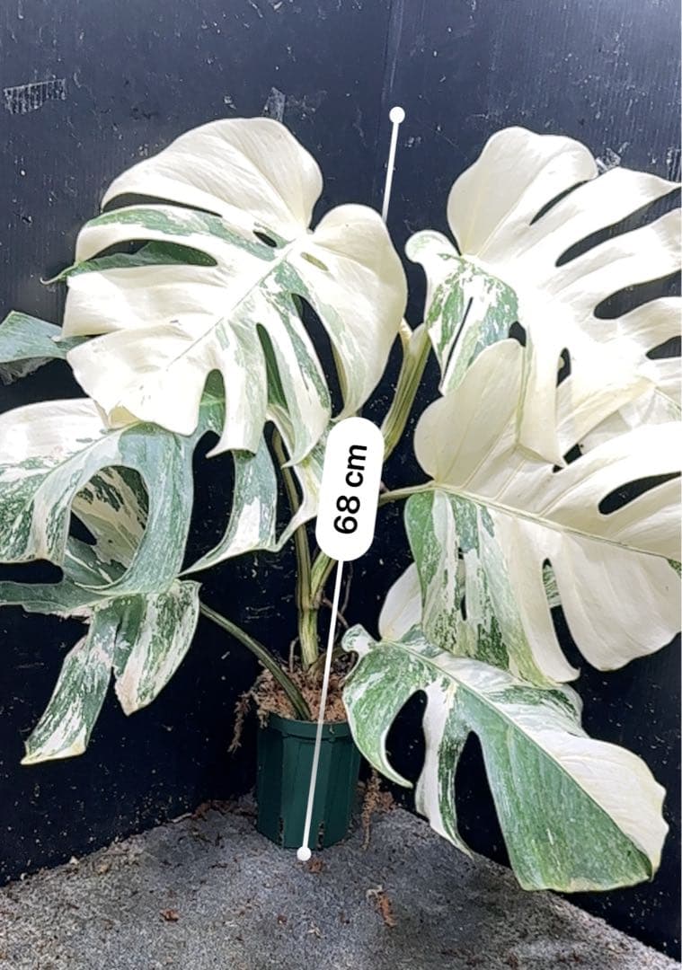 う*こ様 斑入りモンステラ ホワイトタイガー極美大株68cm白斑多