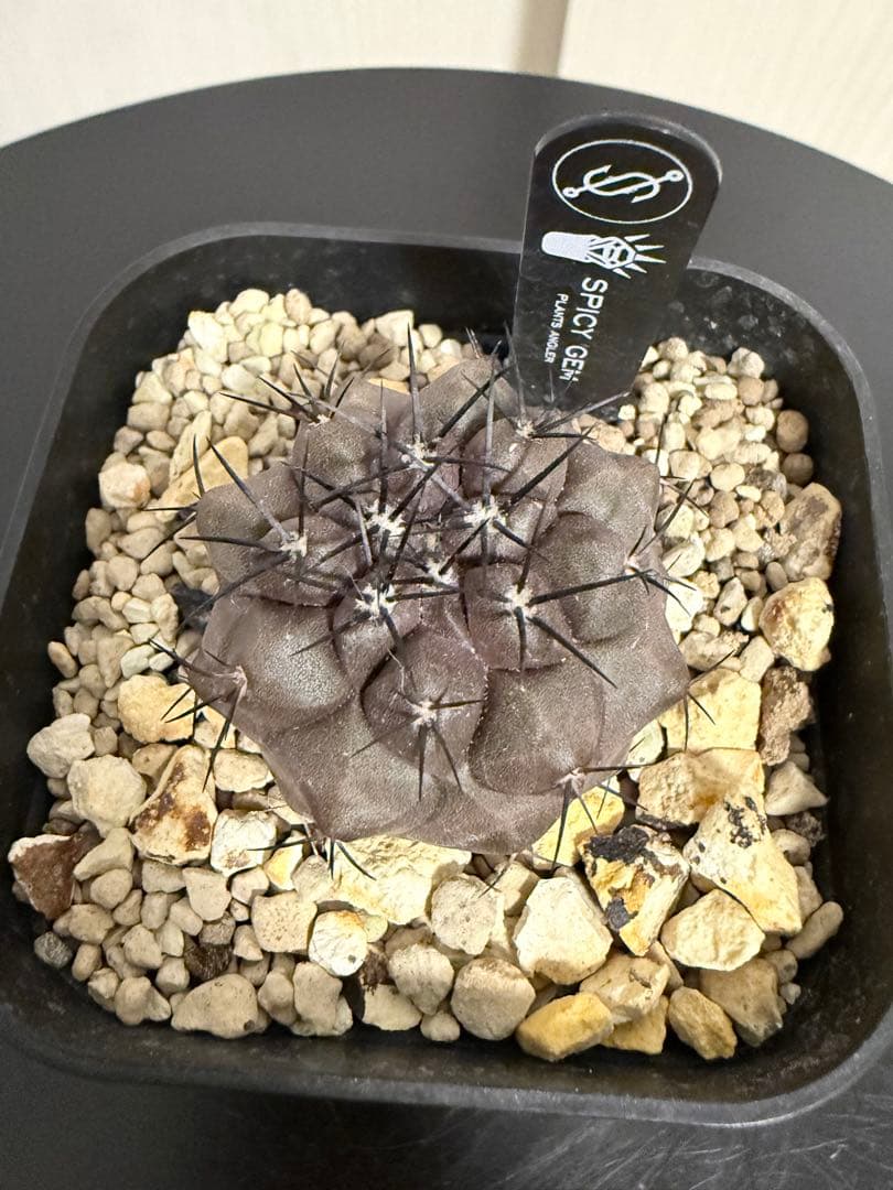 コピアポアデュラ 黒王丸 ハイブリット 実生