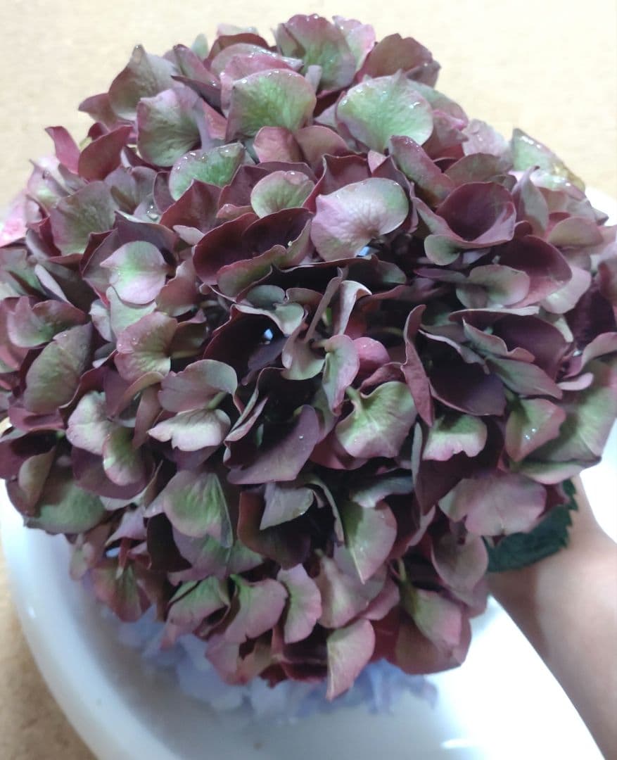 品種不明　確認画像