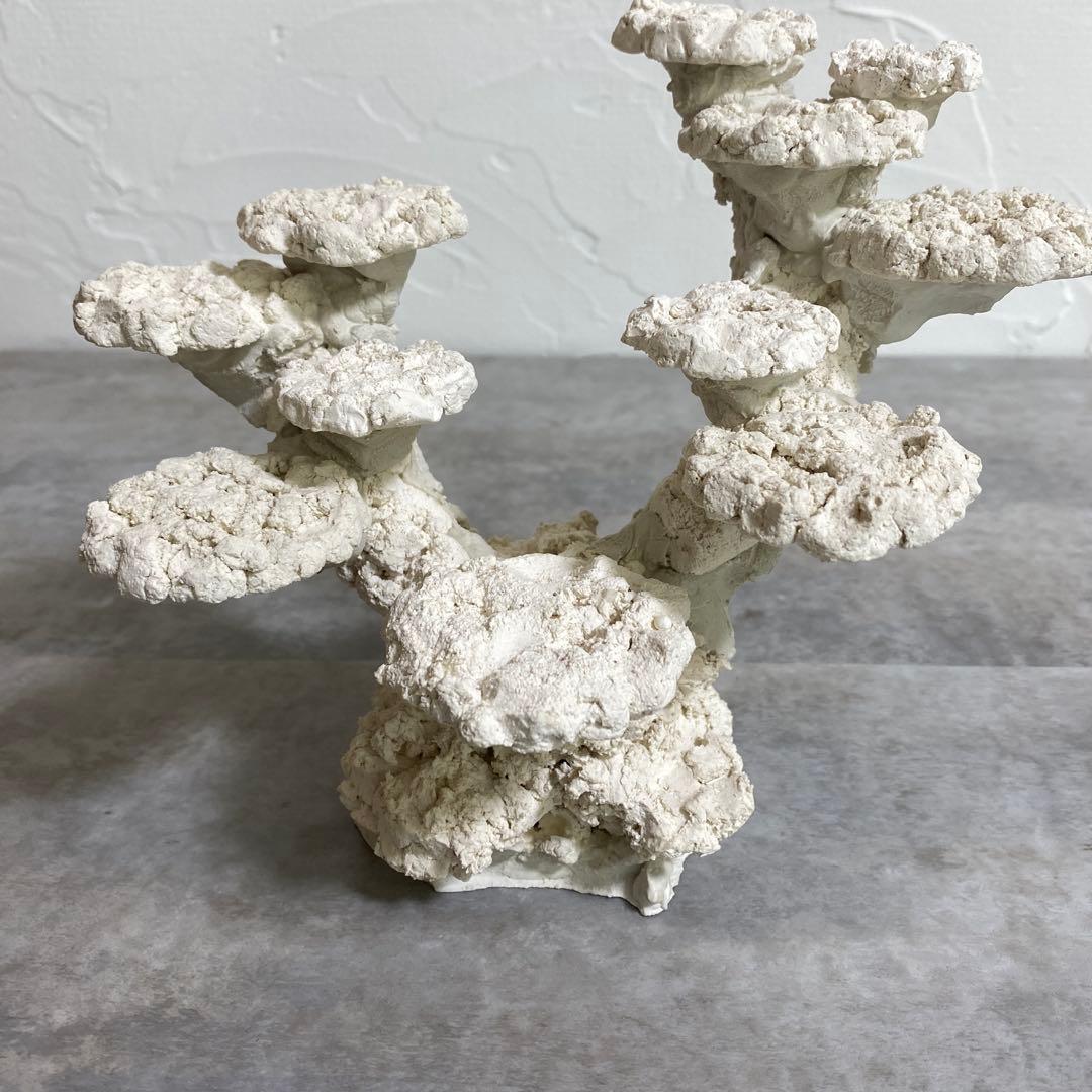 レイアウト済　ホワイト人工石 11個置ける　ライブロック　30cm水槽用