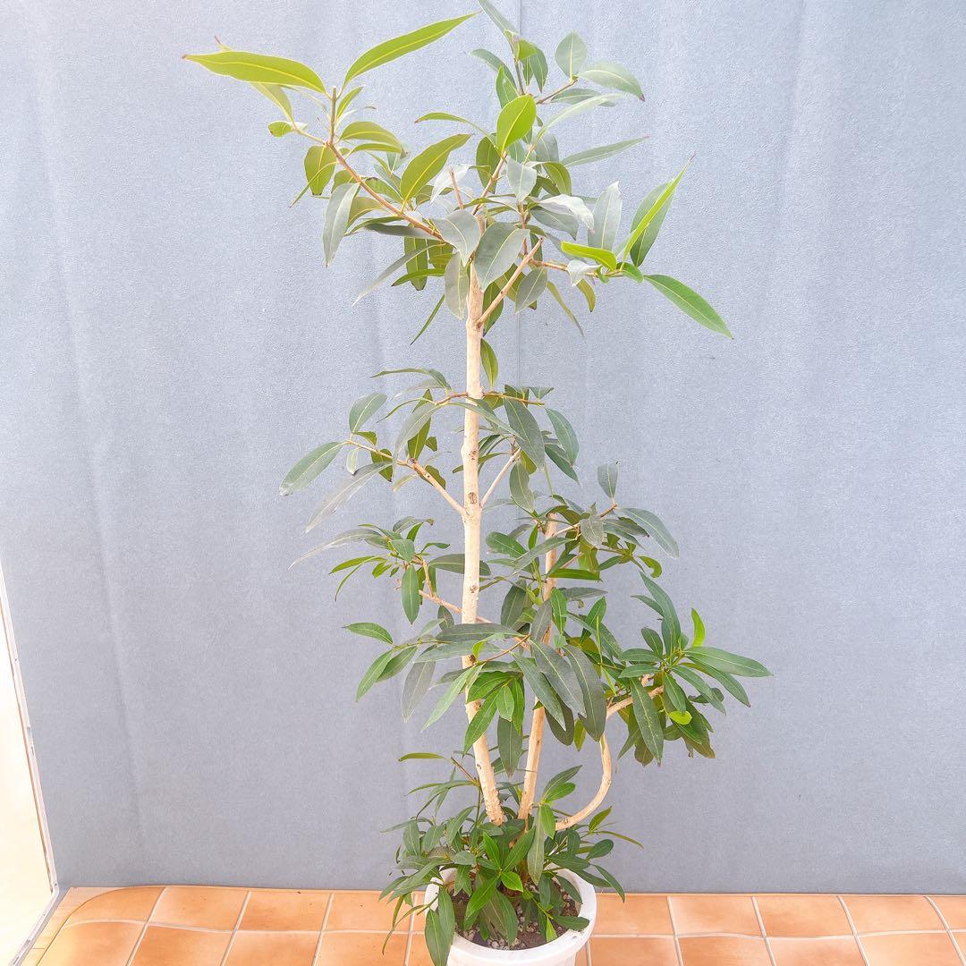 現品　アマゾンオリーブ　30番　オリーブ　観葉植物　希少　インテリアグリーン