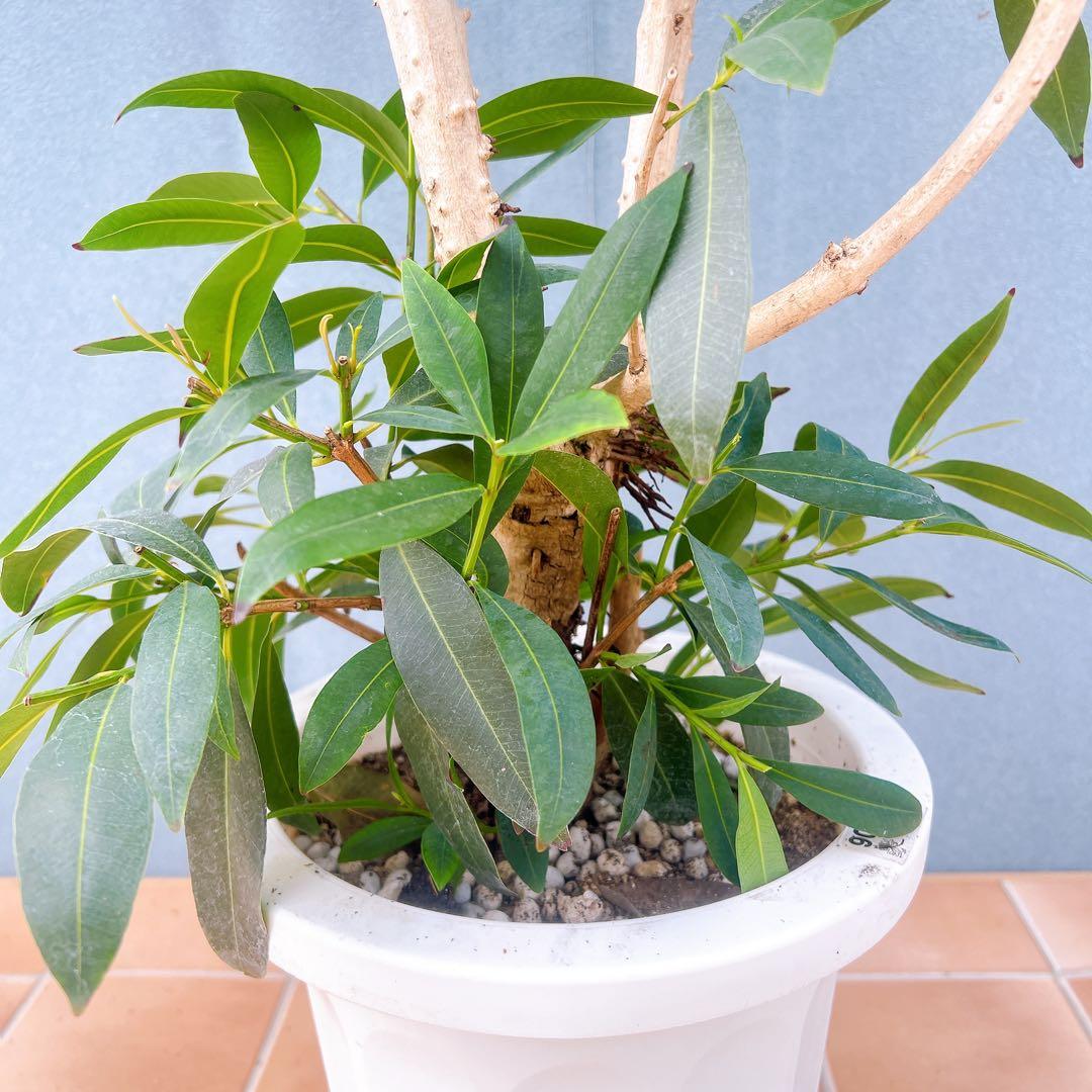 現品　アマゾンオリーブ　30番　オリーブ　観葉植物　希少　インテリアグリーン