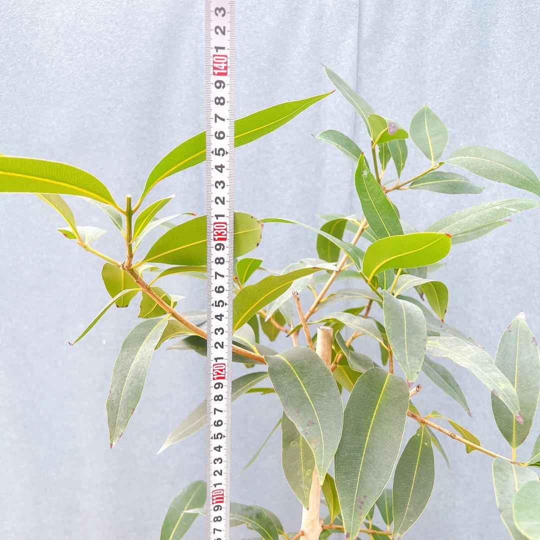 現品　アマゾンオリーブ　30番　オリーブ　観葉植物　希少　インテリアグリーン