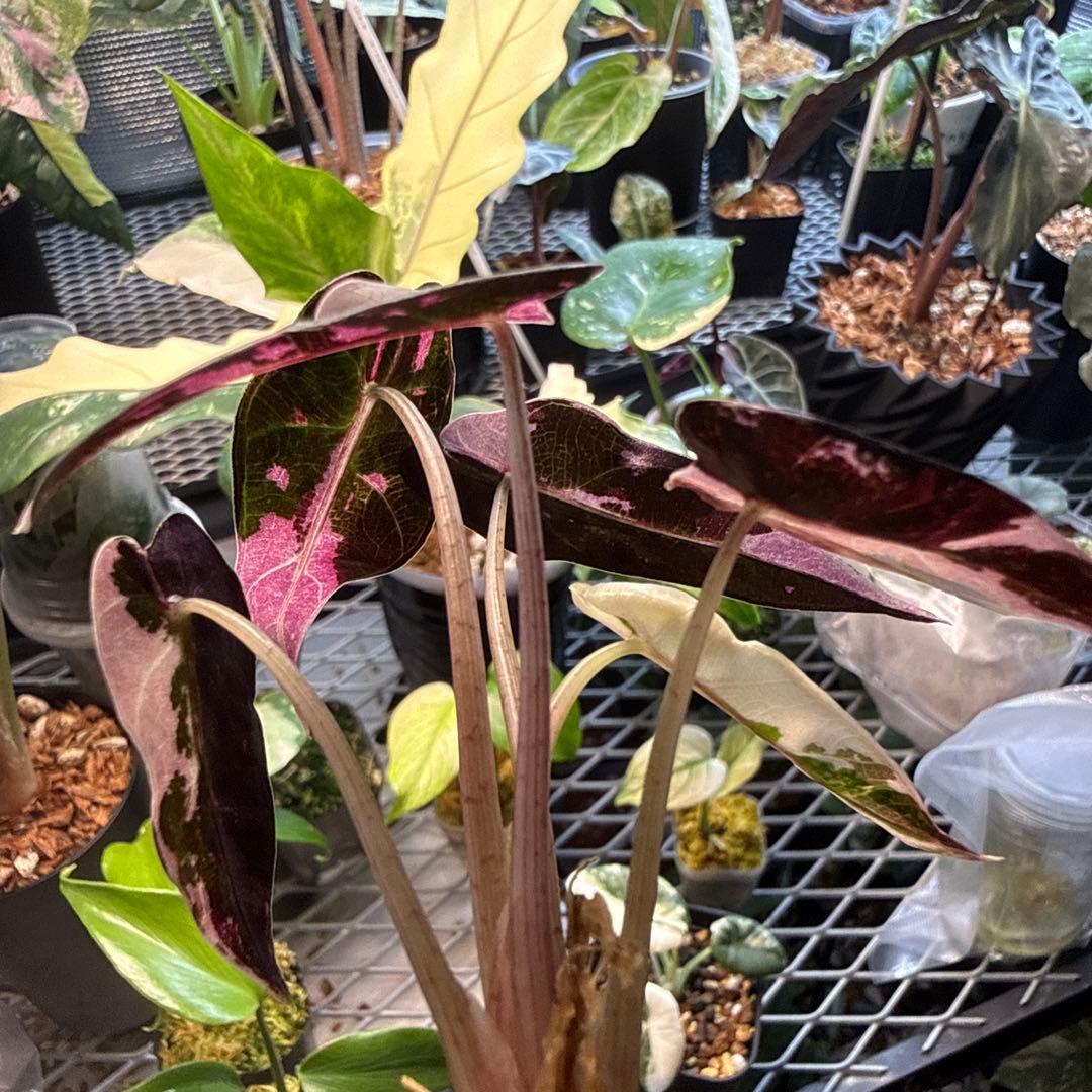 テ*ー様 格安 アロカシア バンビーノ ピンク 選抜株