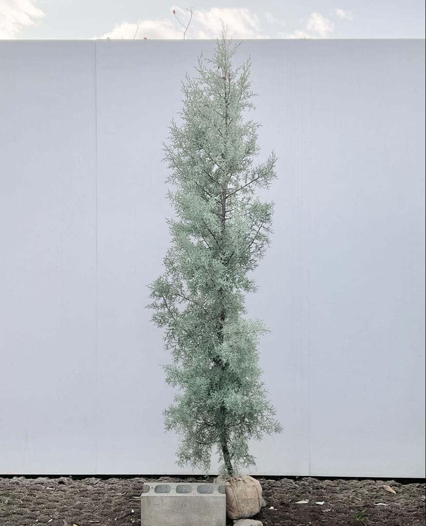 コニファー　ブルーアイス/ 1032