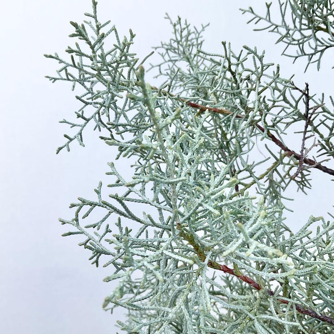 コニファー　ブルーアイス/ 1032