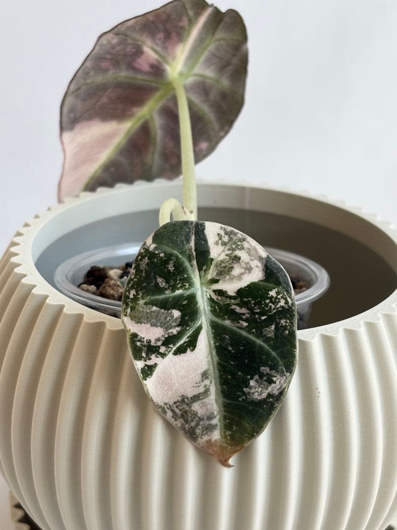 その他観葉植物 Alocasia Black Velvet Pink Variegated