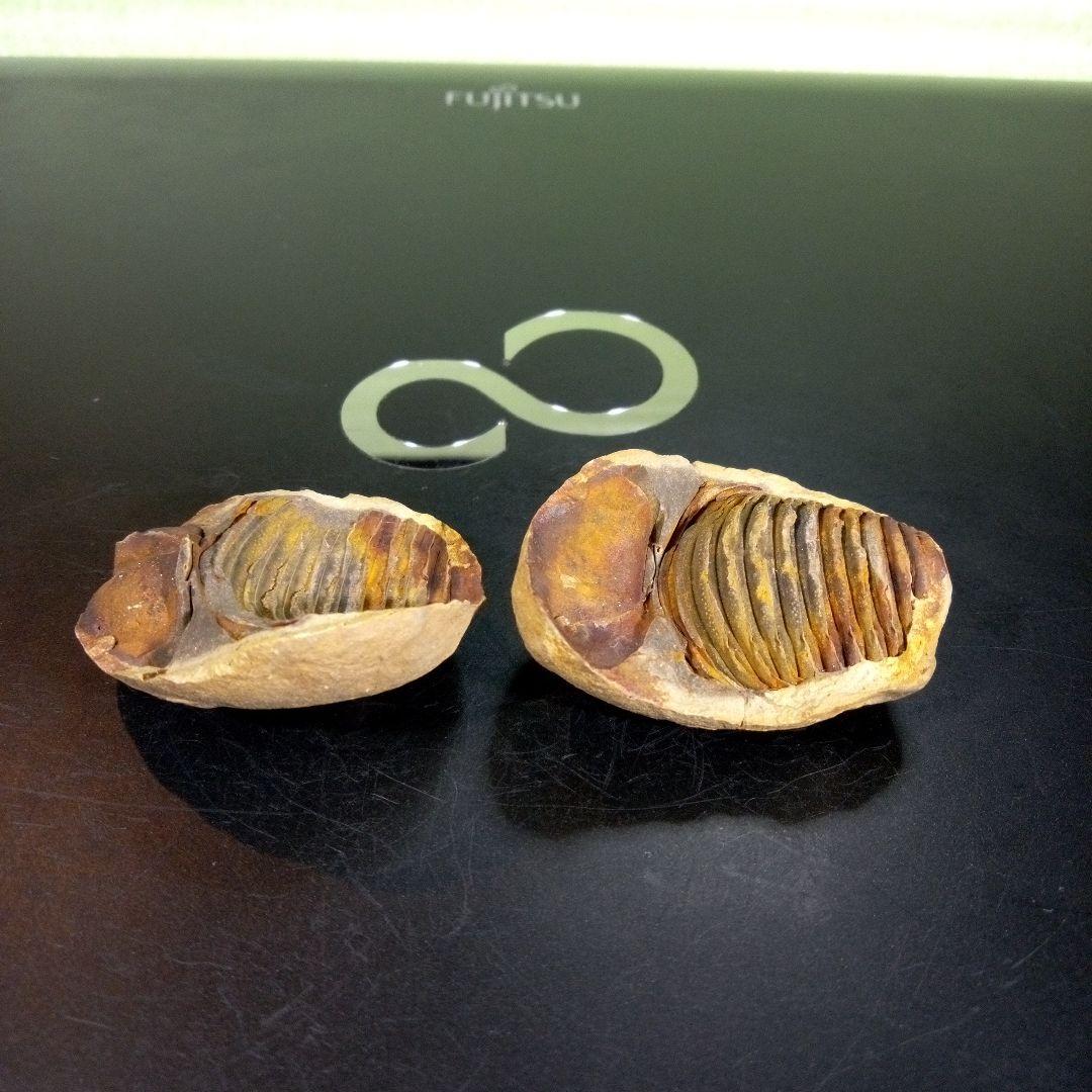 三葉虫　化石　fossil　ボリビア産　trilobite　ノジュール管理⑥