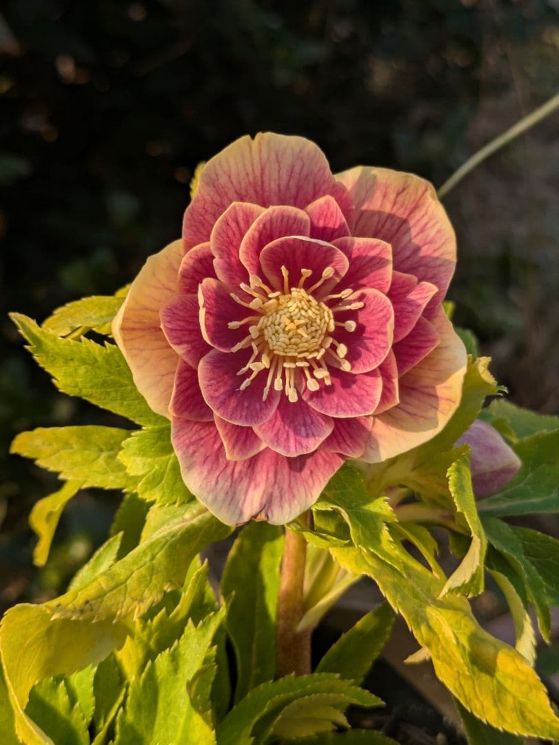 【一点物】広瀬園芸　クリスマスローズ　ソレイユDD