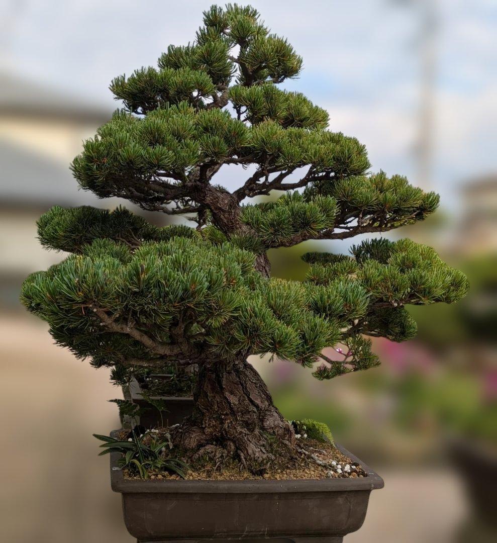 五葉松　大型盆栽