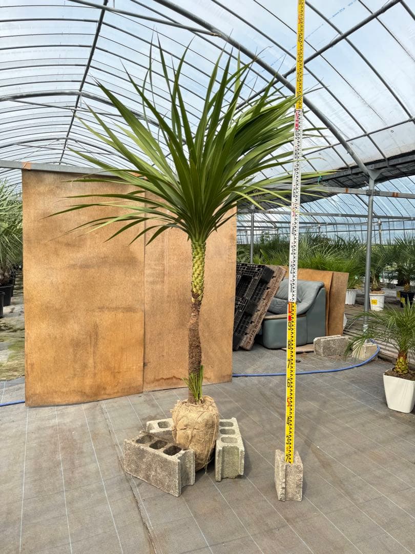 ドラセナ・ニオイシュロラン 1本立 根巻き済み 高さ約2.4m シンボルツリー