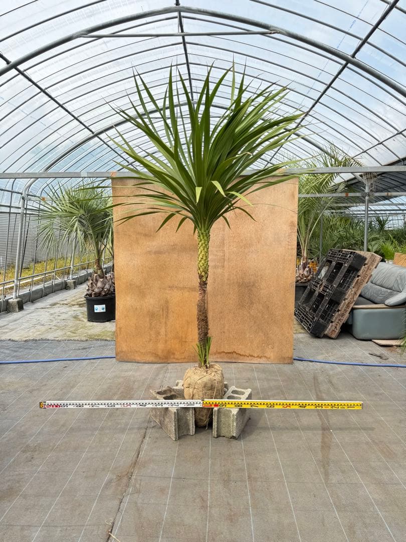 ドラセナ・ニオイシュロラン 1本立 根巻き済み 高さ約2.4m シンボルツリー