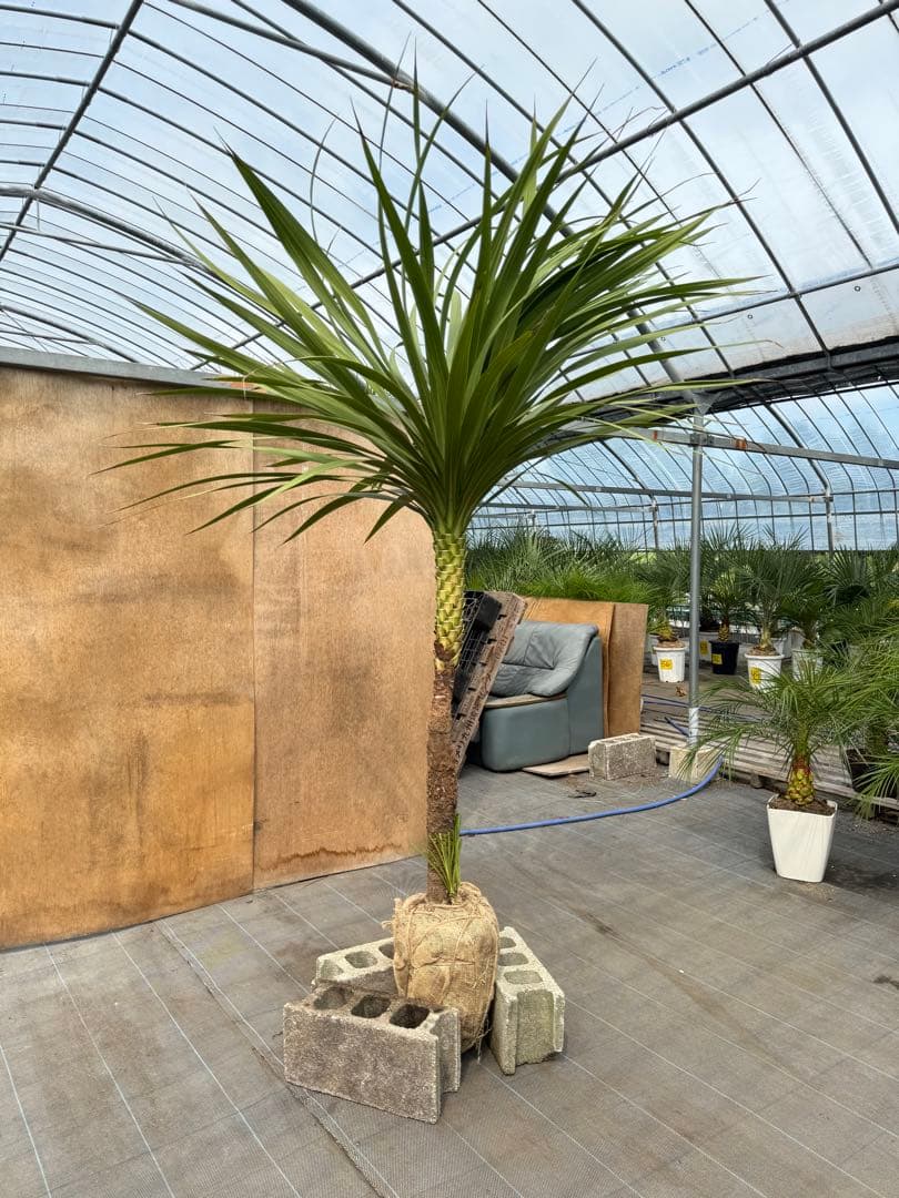 ドラセナ・ニオイシュロラン 1本立 根巻き済み 高さ約2.4m シンボルツリー