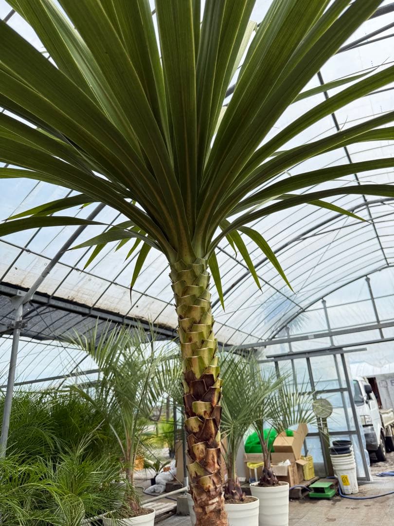 ドラセナ・ニオイシュロラン 1本立 根巻き済み 高さ約2.4m シンボルツリー