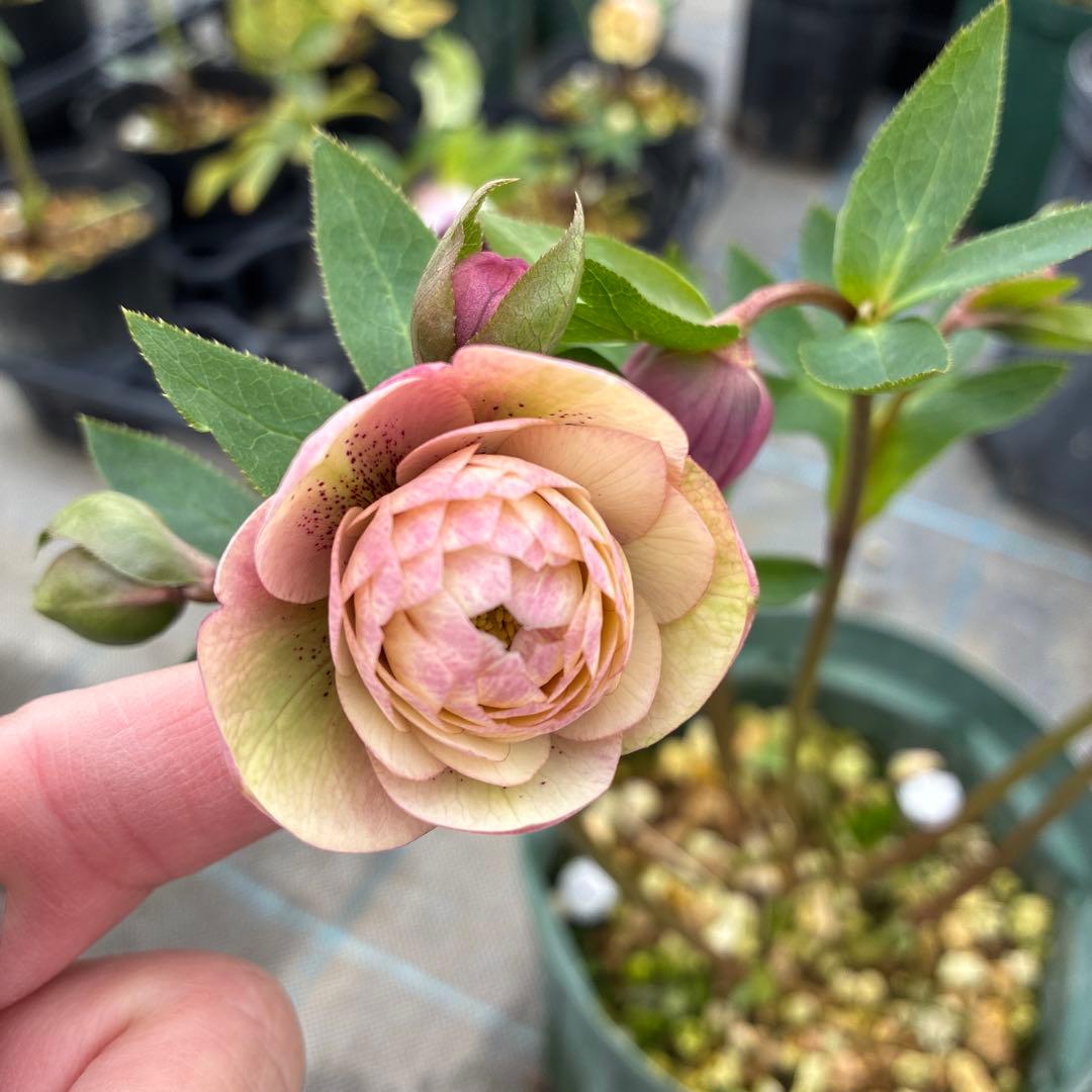 クリスマスローズ　加藤農園　アプリコットスポット　多弁　６本立　６寸