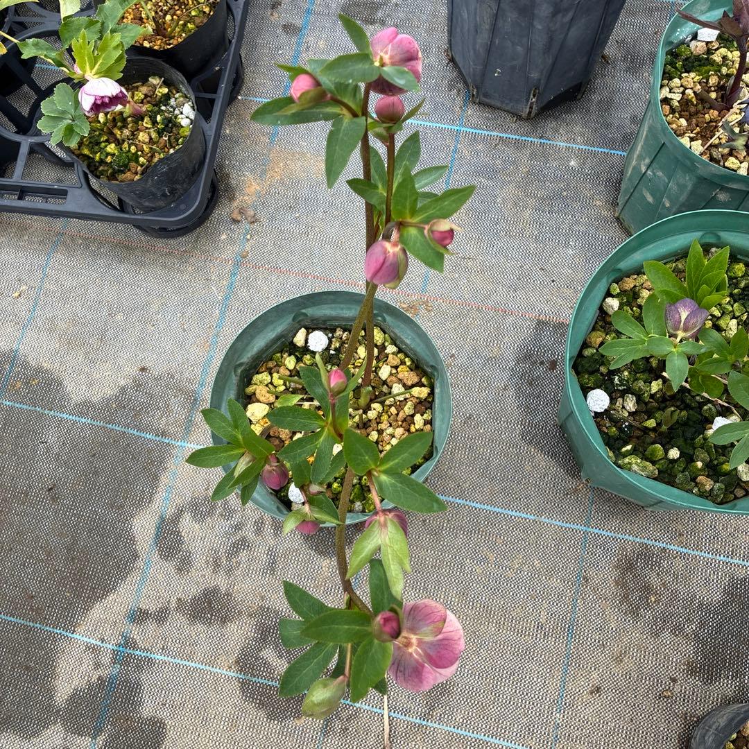 クリスマスローズ　加藤農園　アプリコットスポット　多弁　６本立　６寸