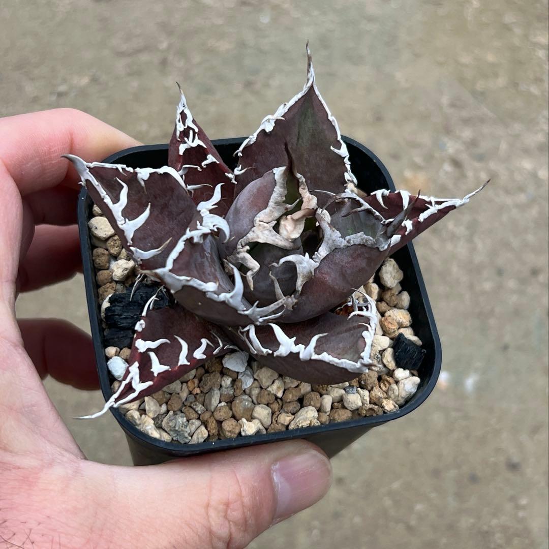 アガベ チタノタ　シーザー　活着済