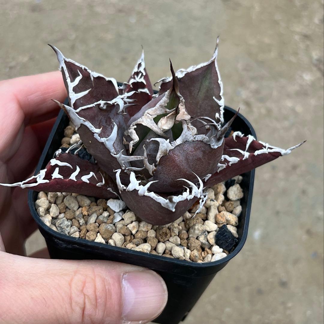 アガベ チタノタ　シーザー　活着済