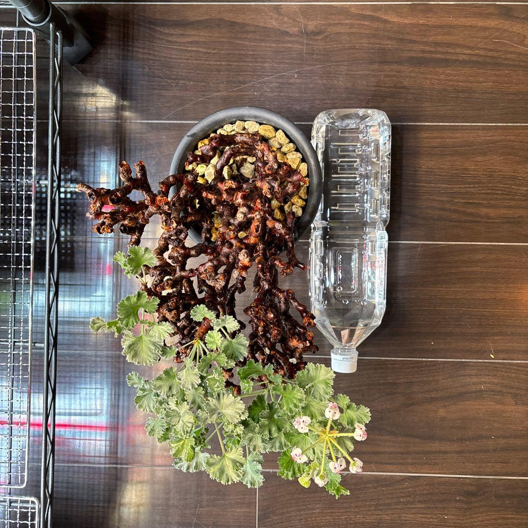 ペラルゴニウム　ミラビレ