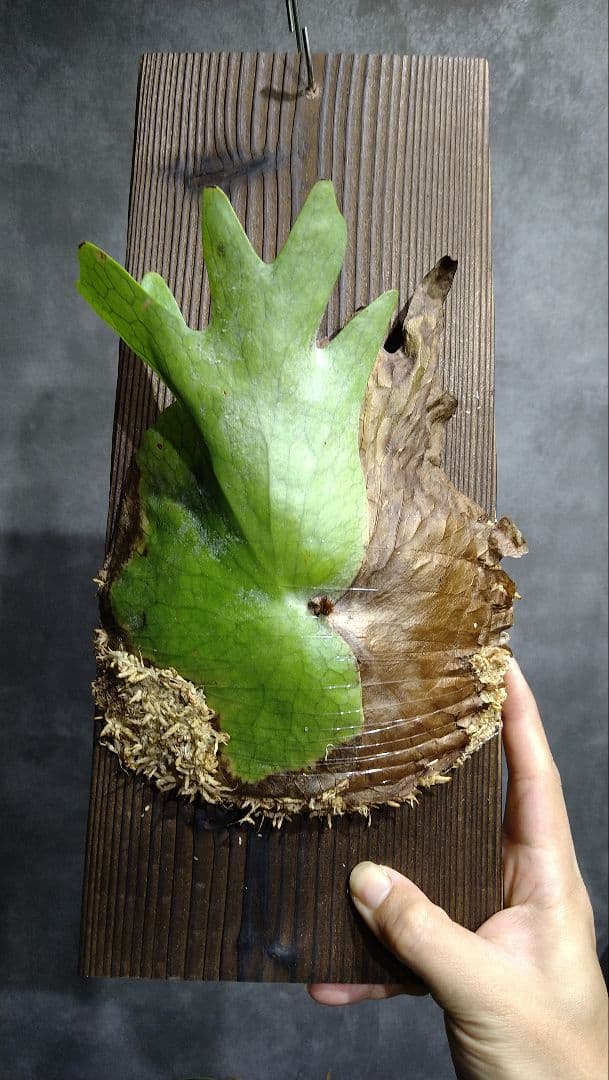 P.holttumii WILD from Hat Yai ホルタミー