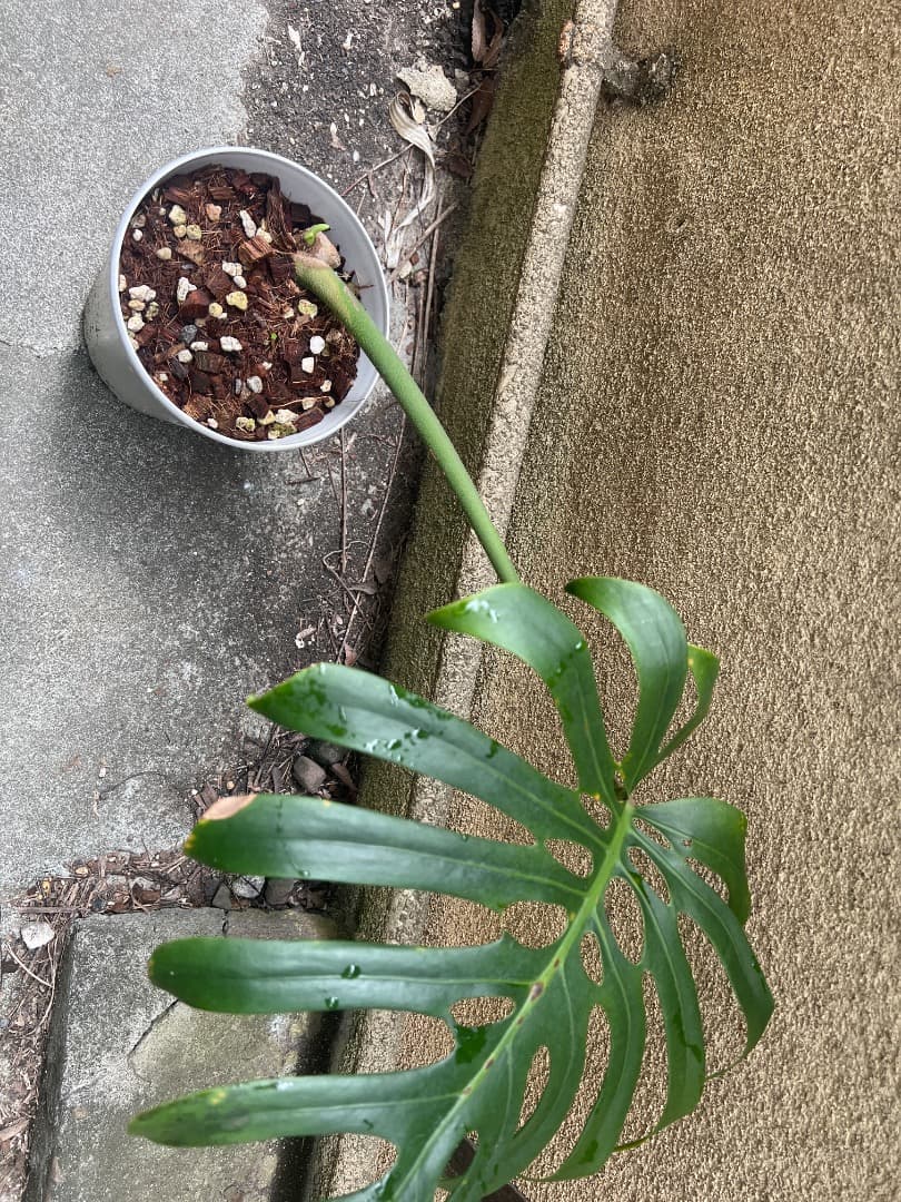 【スケルトン】ミドルカット モンステラ