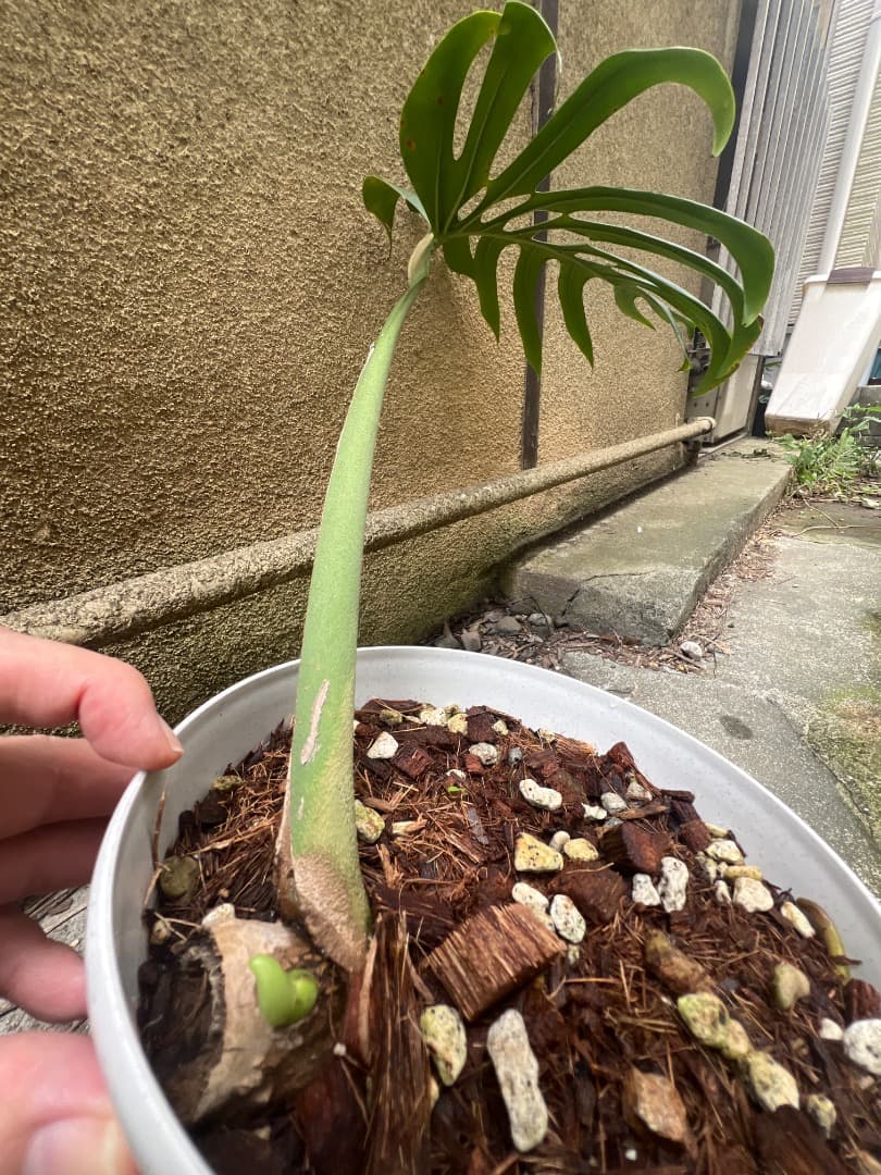 【スケルトン】ミドルカット モンステラ