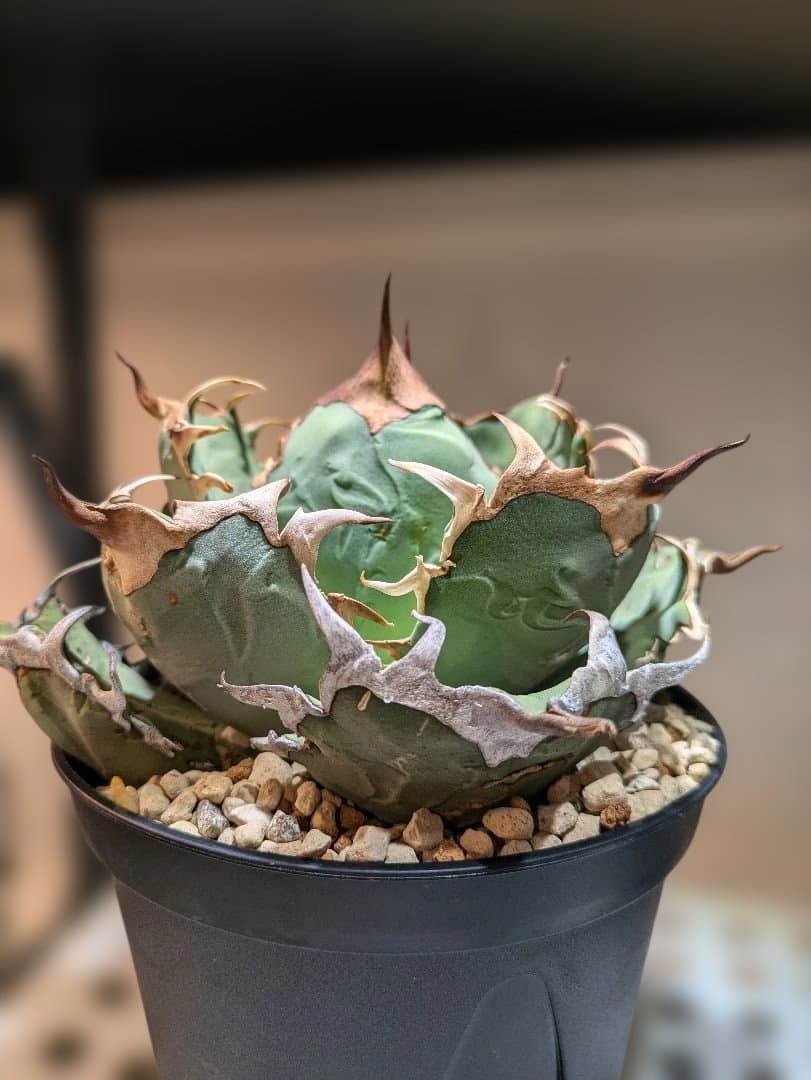 アガベ　オアハカ現地球　Coyote産