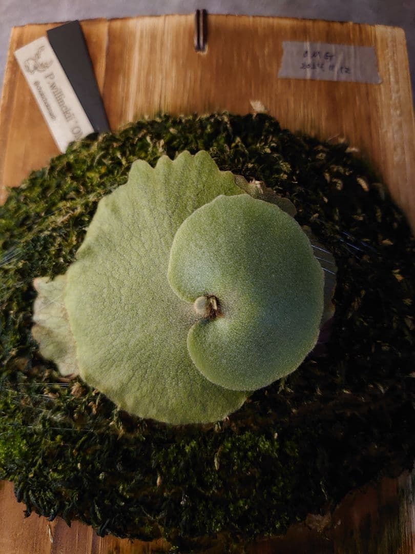 P.willinckii 'OMG' ビカクシダ OC