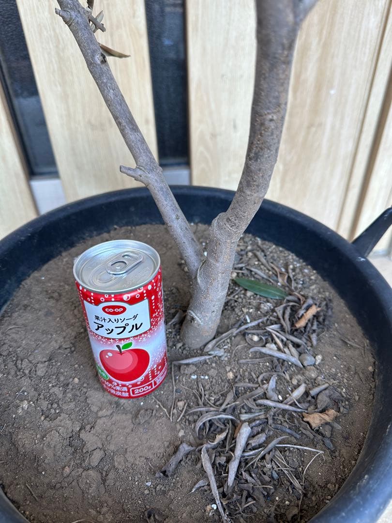 古木　イタリア産　オリーブ　定価36000円　ガーデニング　シンボルツリー　庭木