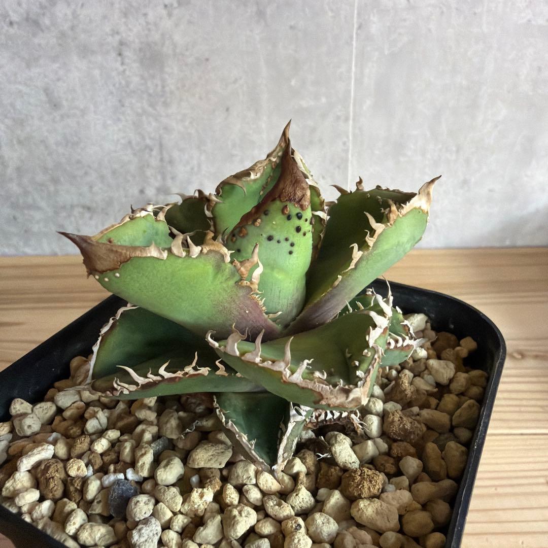 アガベ　チタノタ　冰雹