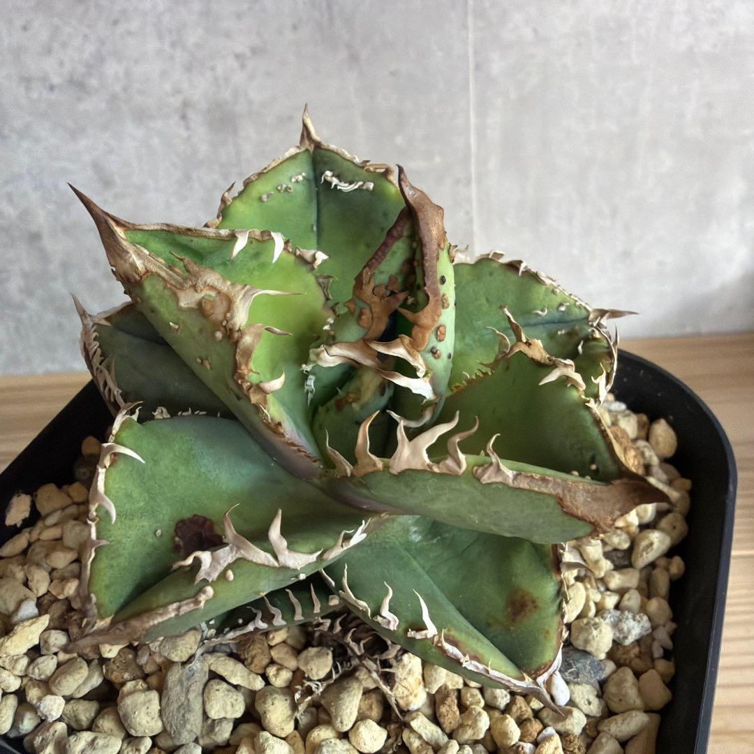 アガベ　チタノタ　冰雹