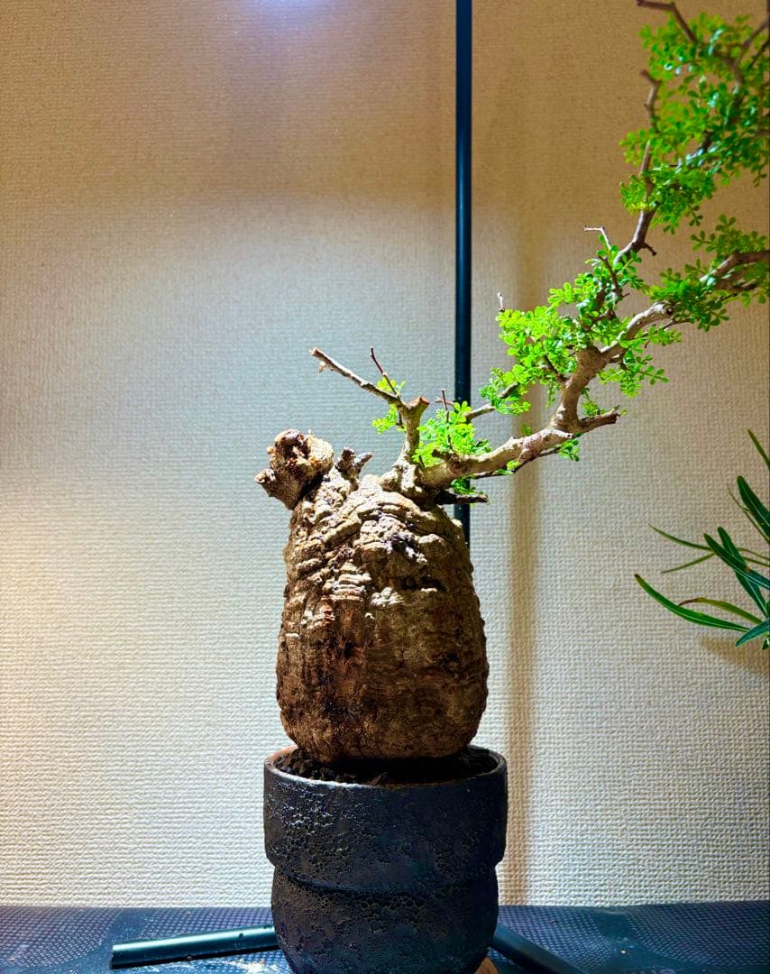 【発根済み】オペルクリカリア・パキプス