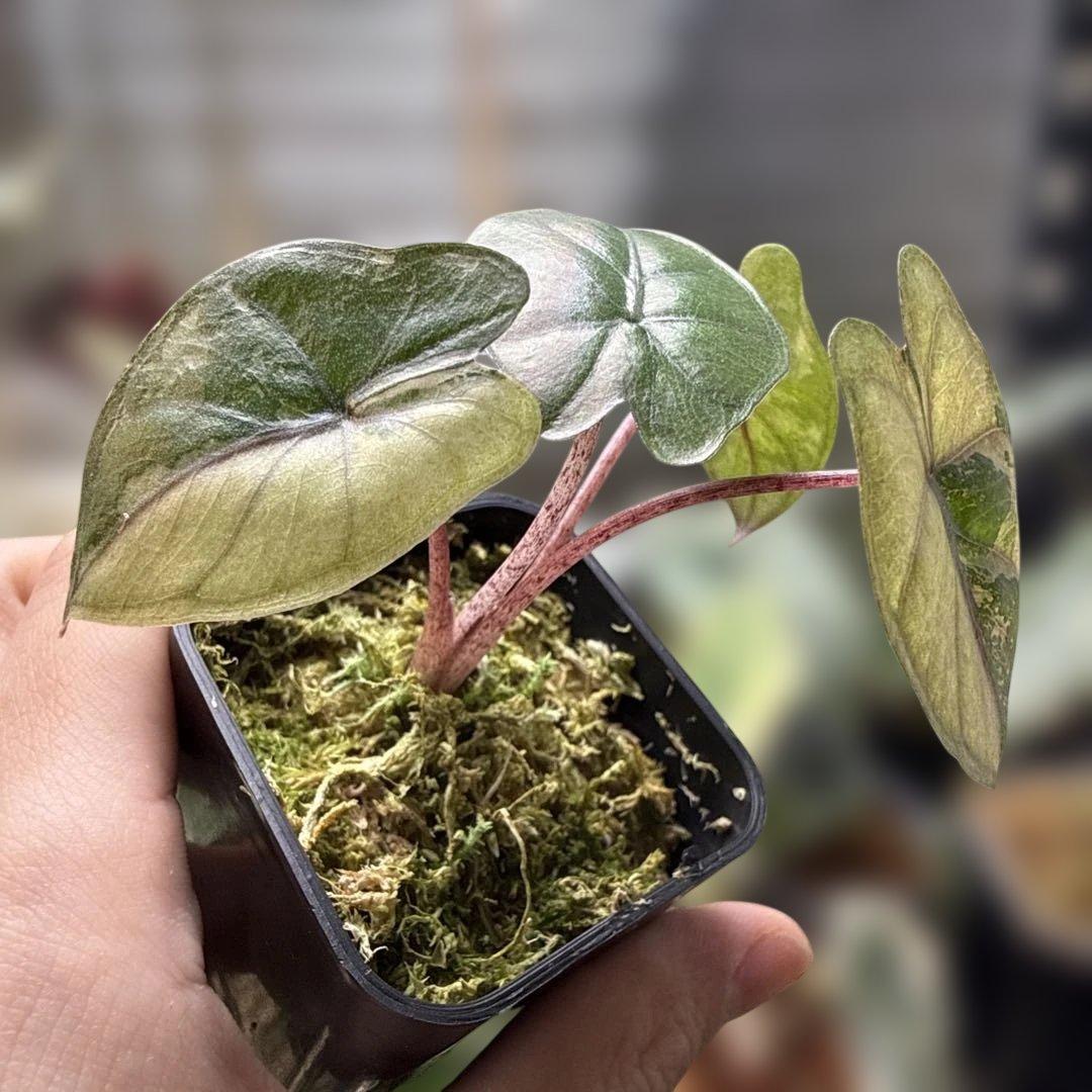 が*る様 アロカシア ユカタンプリンセス ピンク