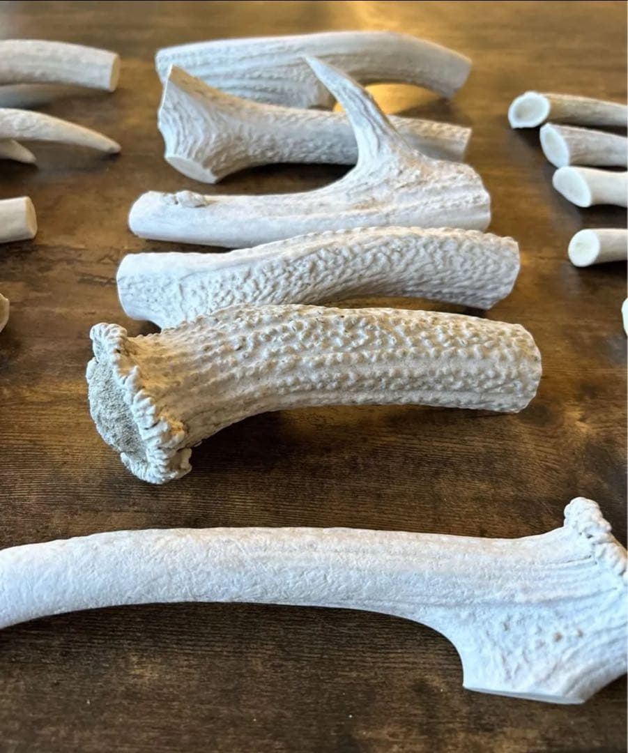 北海道産 蝦夷鹿の角 天然 19個 2,74kg 【3月まで】