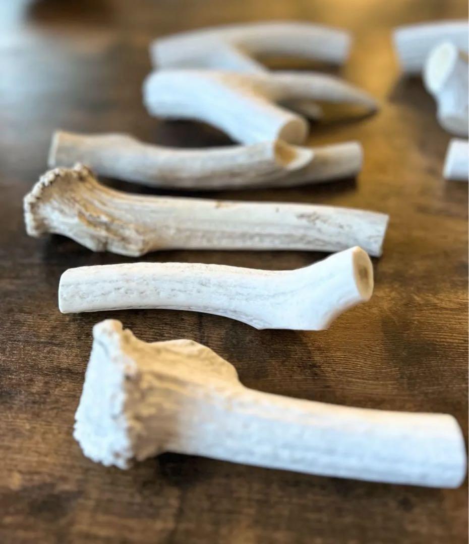 北海道産 蝦夷鹿の角 天然 19個 2,74kg 【3月まで】