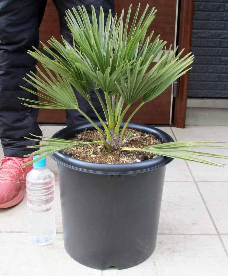 【現品】チャメロプス　フミリス　ボルケーノ　9号　や６番