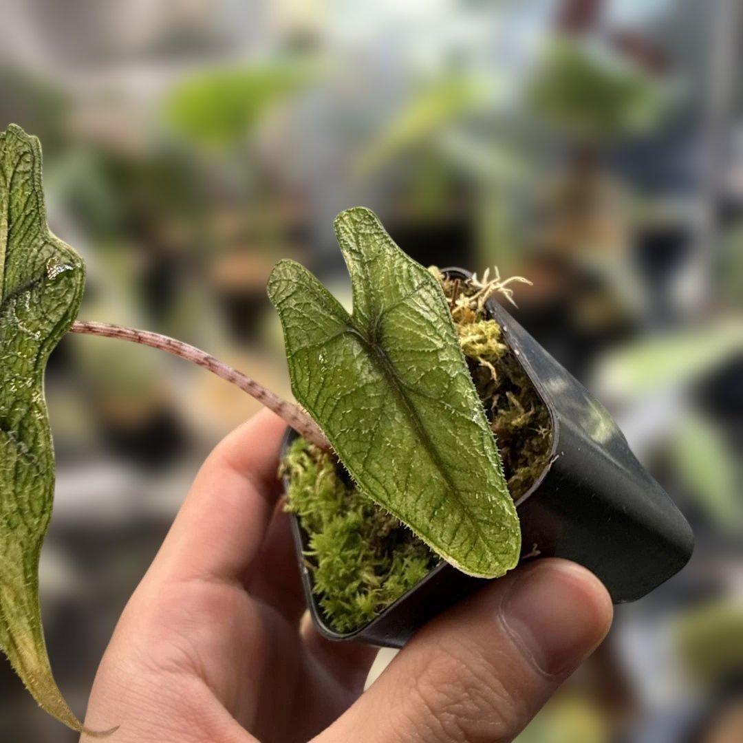 m*a様 格安 アロカシア ジャックリン 斑入り