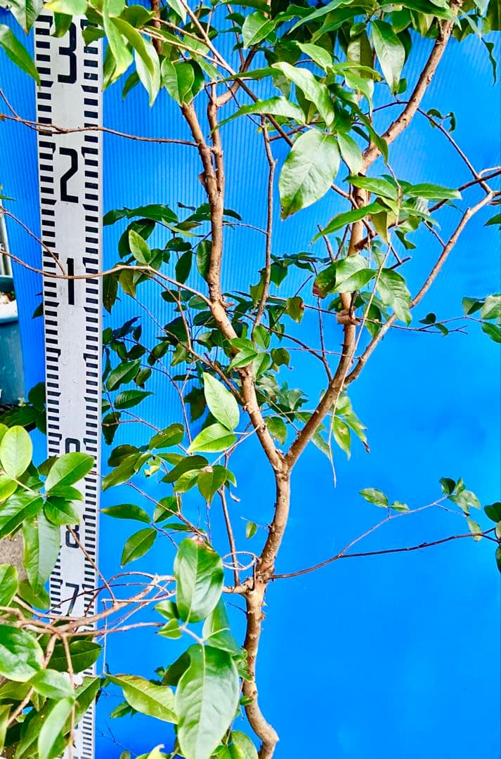 ❽ジャボチカバ 四季咲 耐寒性