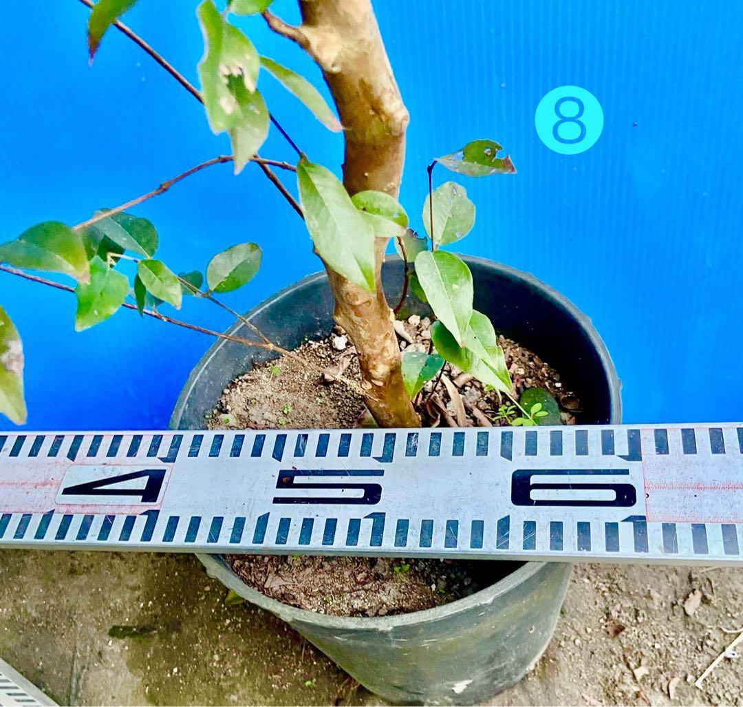 ❽ジャボチカバ 四季咲 耐寒性