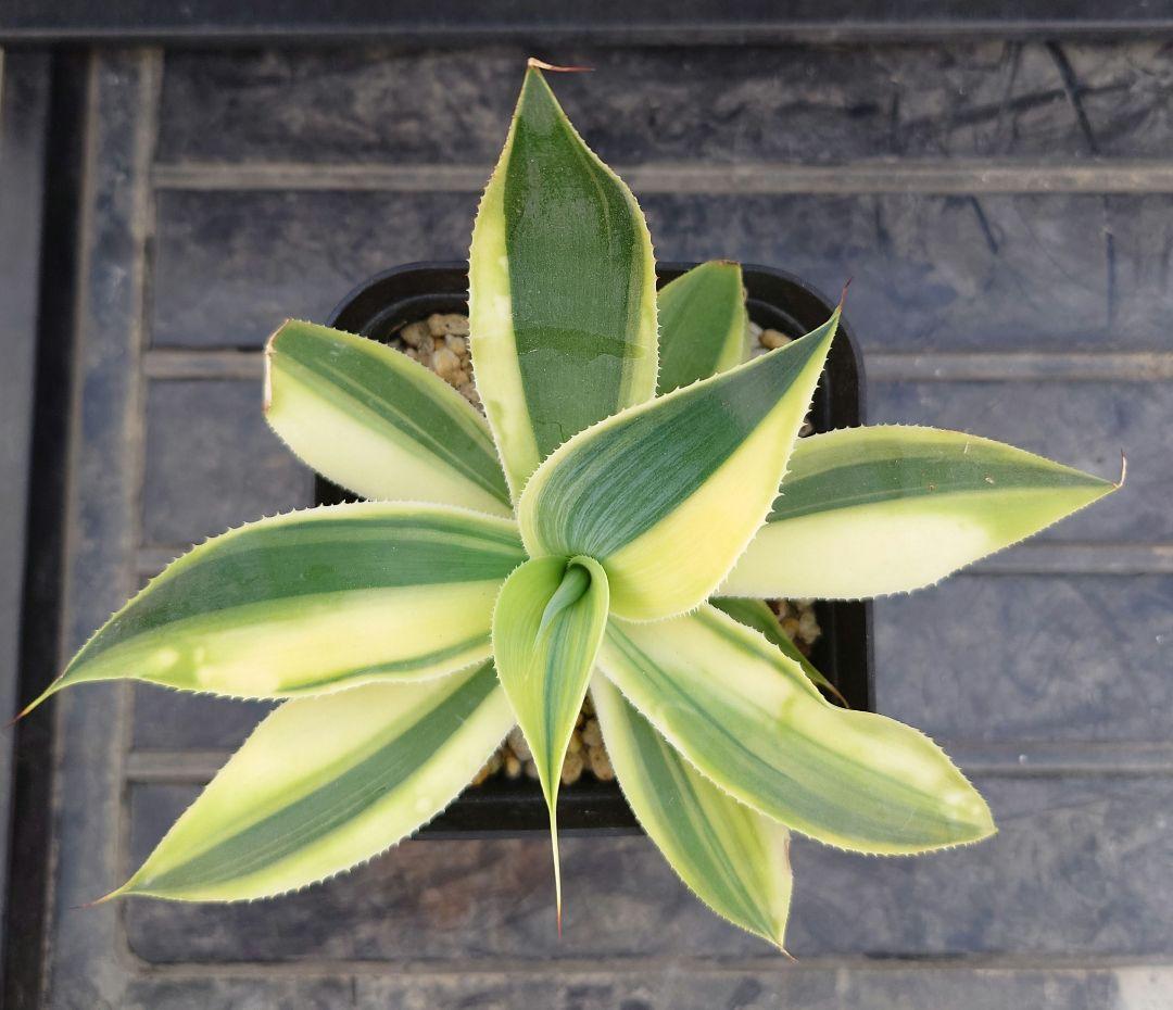 アガベ　ブルーフレイム錦　ブルーフレーム錦　アテナータ　翡翠盤