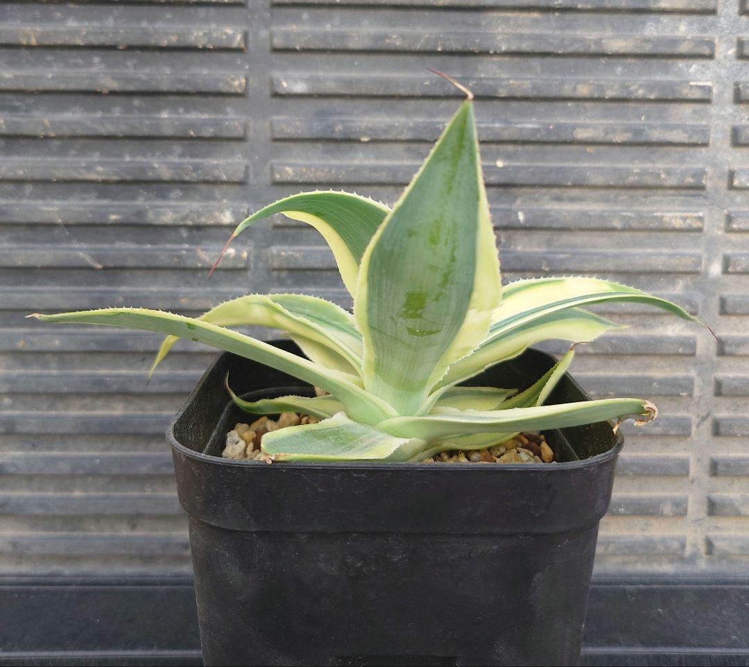 アガベ　ブルーフレイム錦　ブルーフレーム錦　アテナータ　翡翠盤