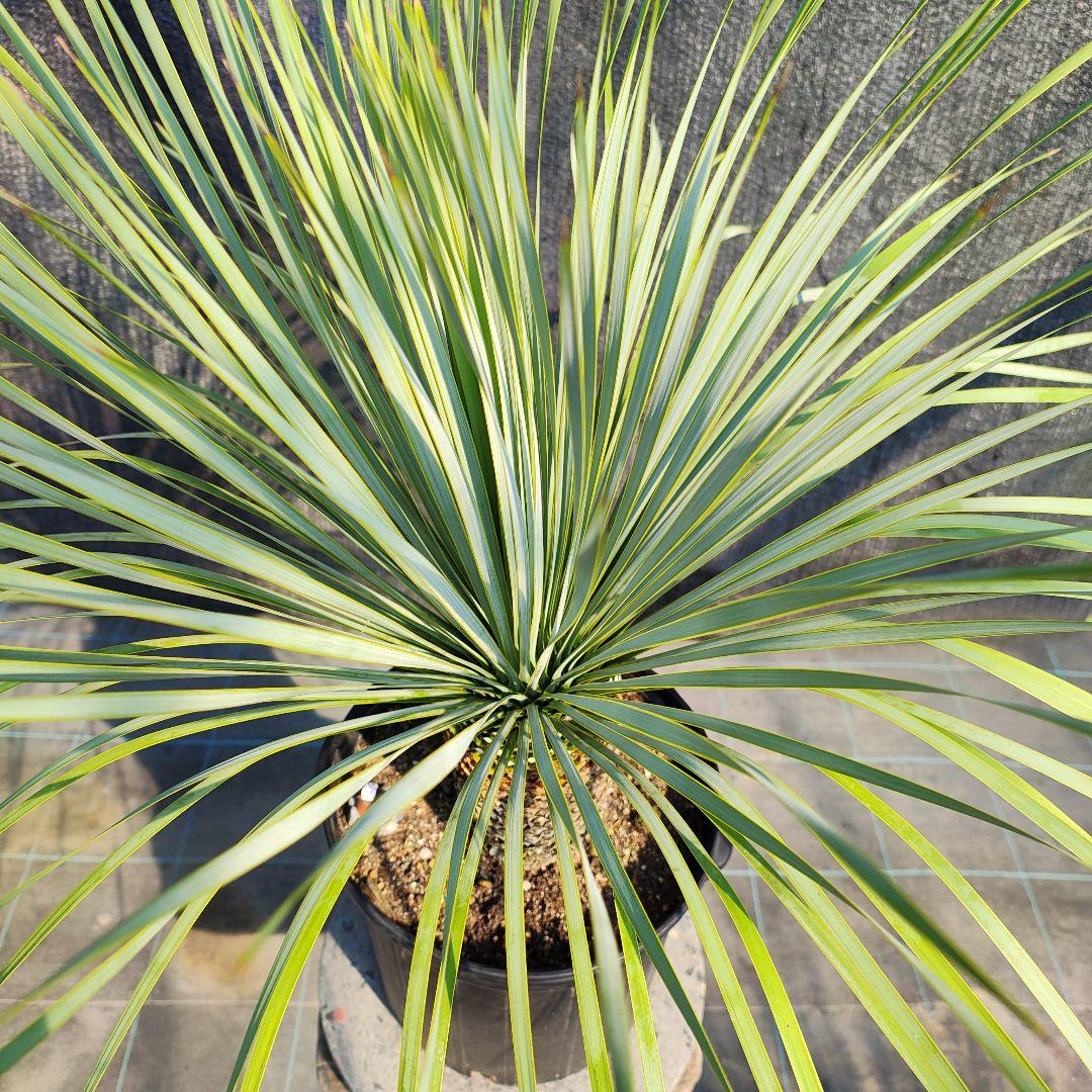 う*を様 ユッカ ロストラータ