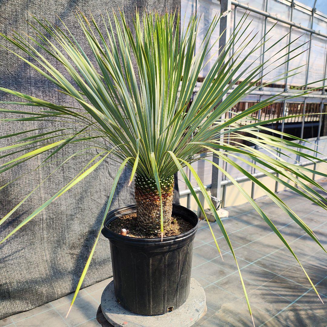 う*を様 ユッカ ロストラータ