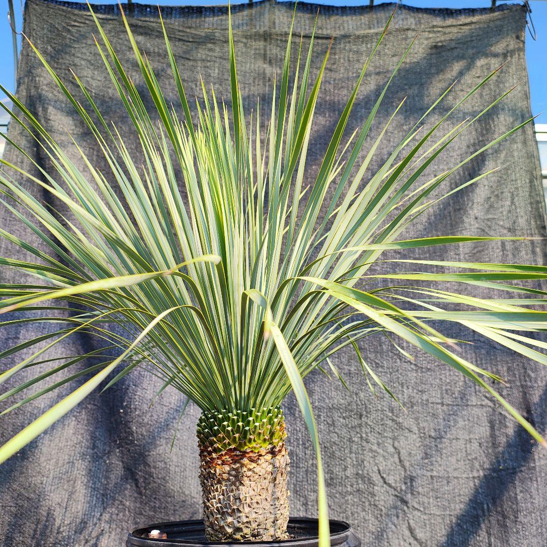 う*を様 ユッカ ロストラータ