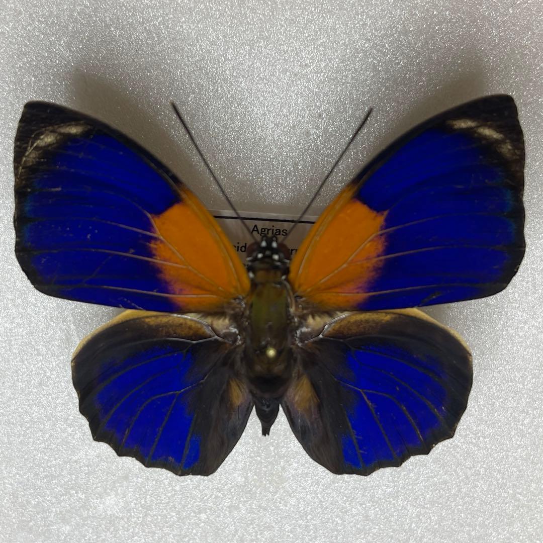 アグリアス　ファルキドンFourninae
