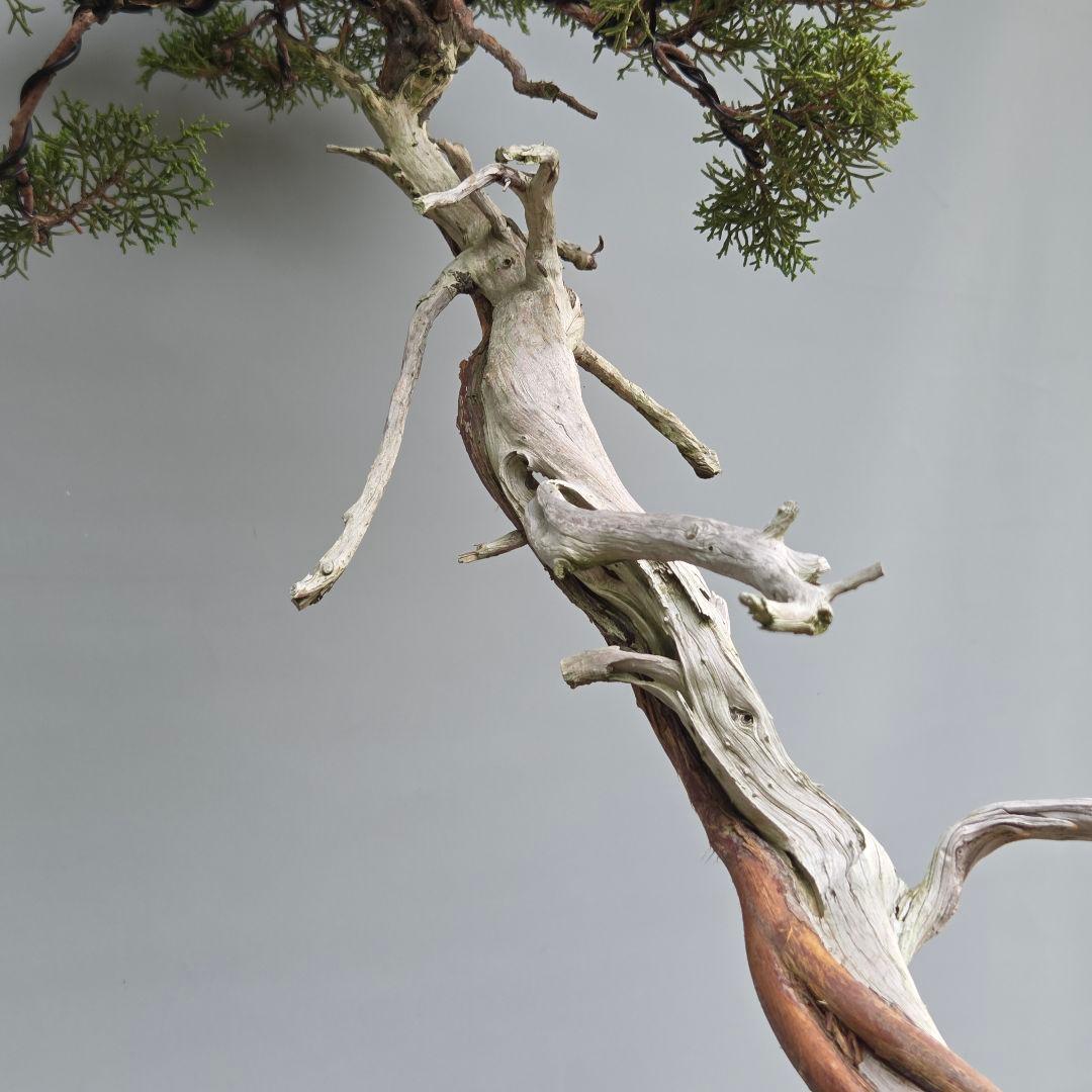 真柏　[山採り文人木]　大品盆栽