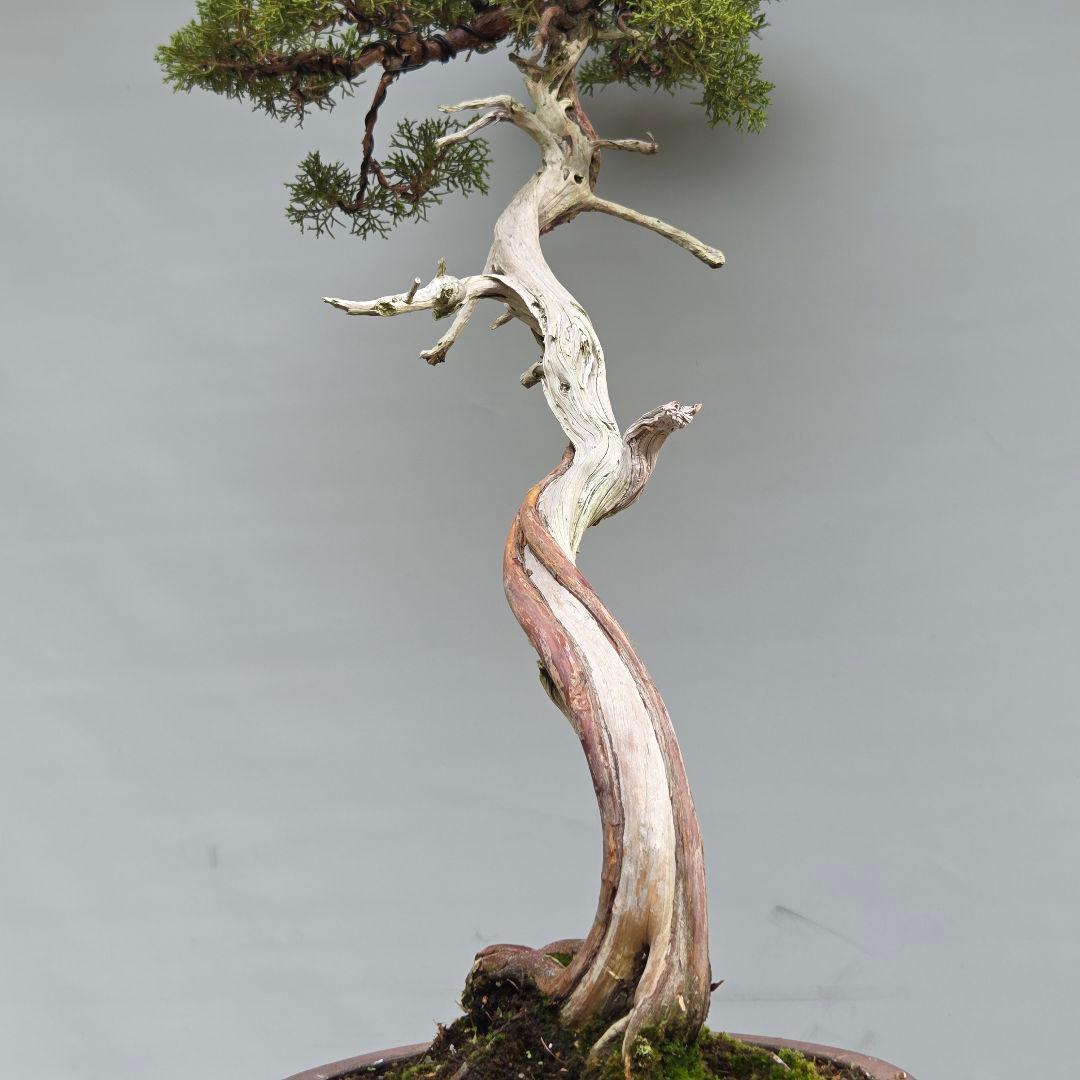 真柏　[山採り文人木]　大品盆栽