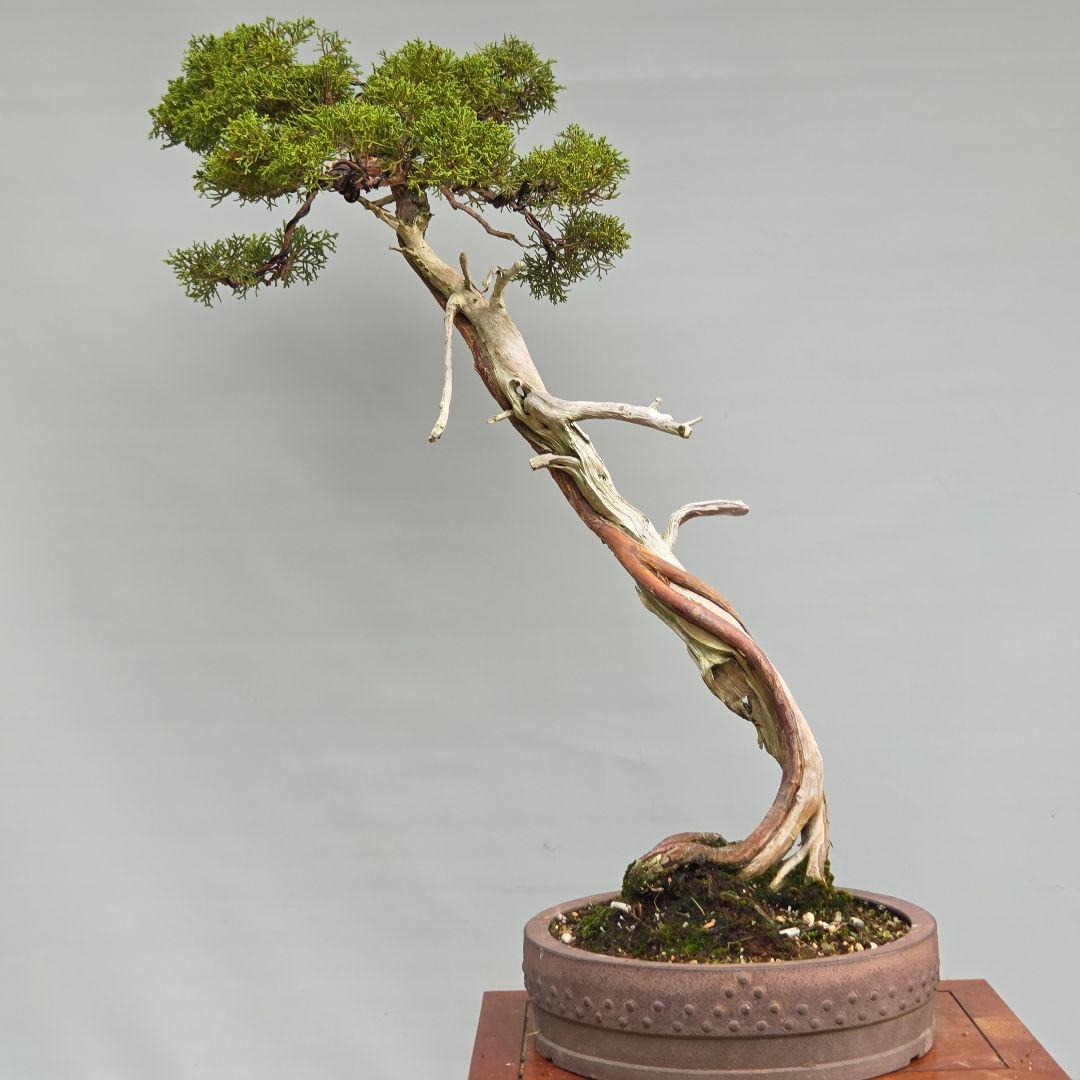 真柏　[山採り文人木]　大品盆栽