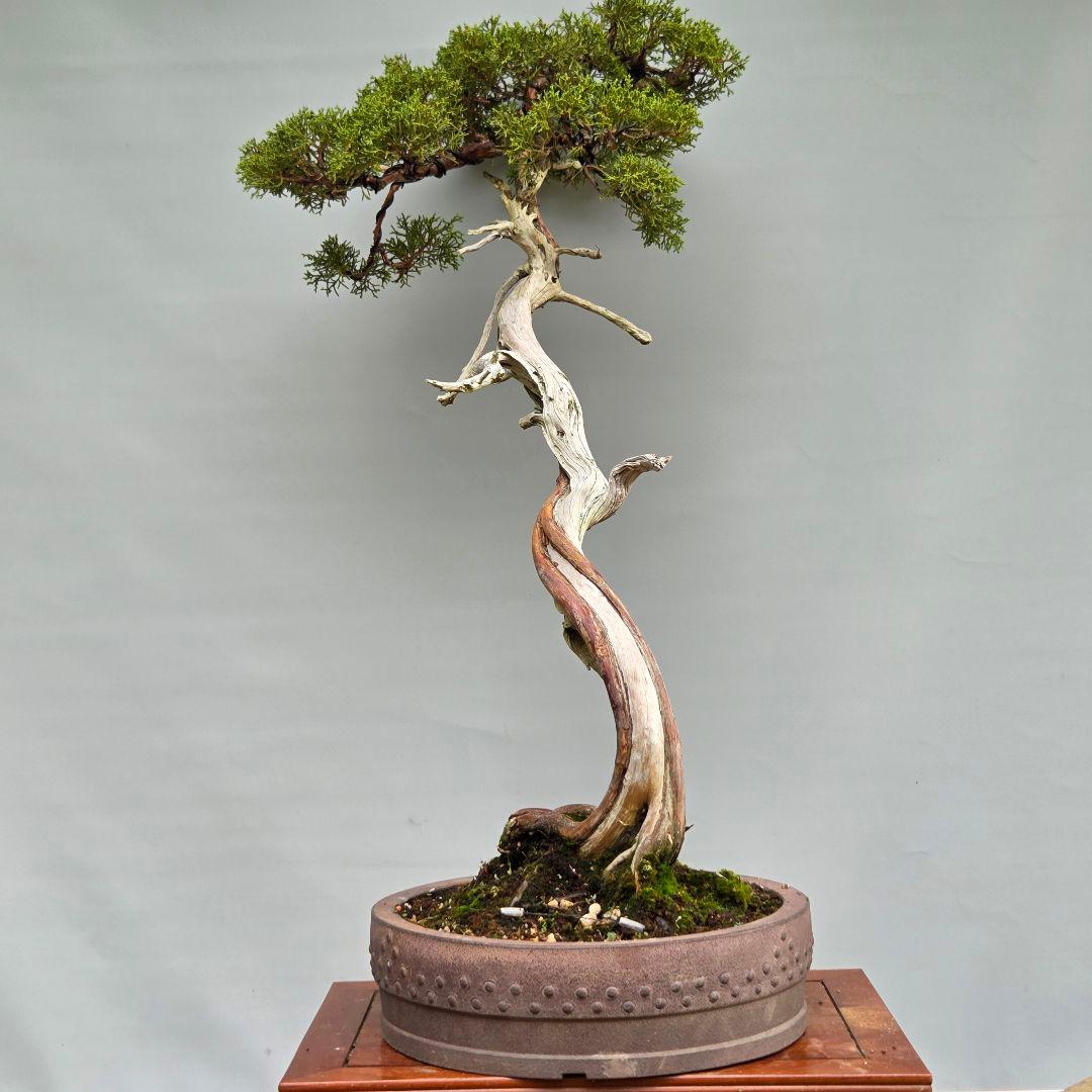 真柏　[山採り文人木]　大品盆栽