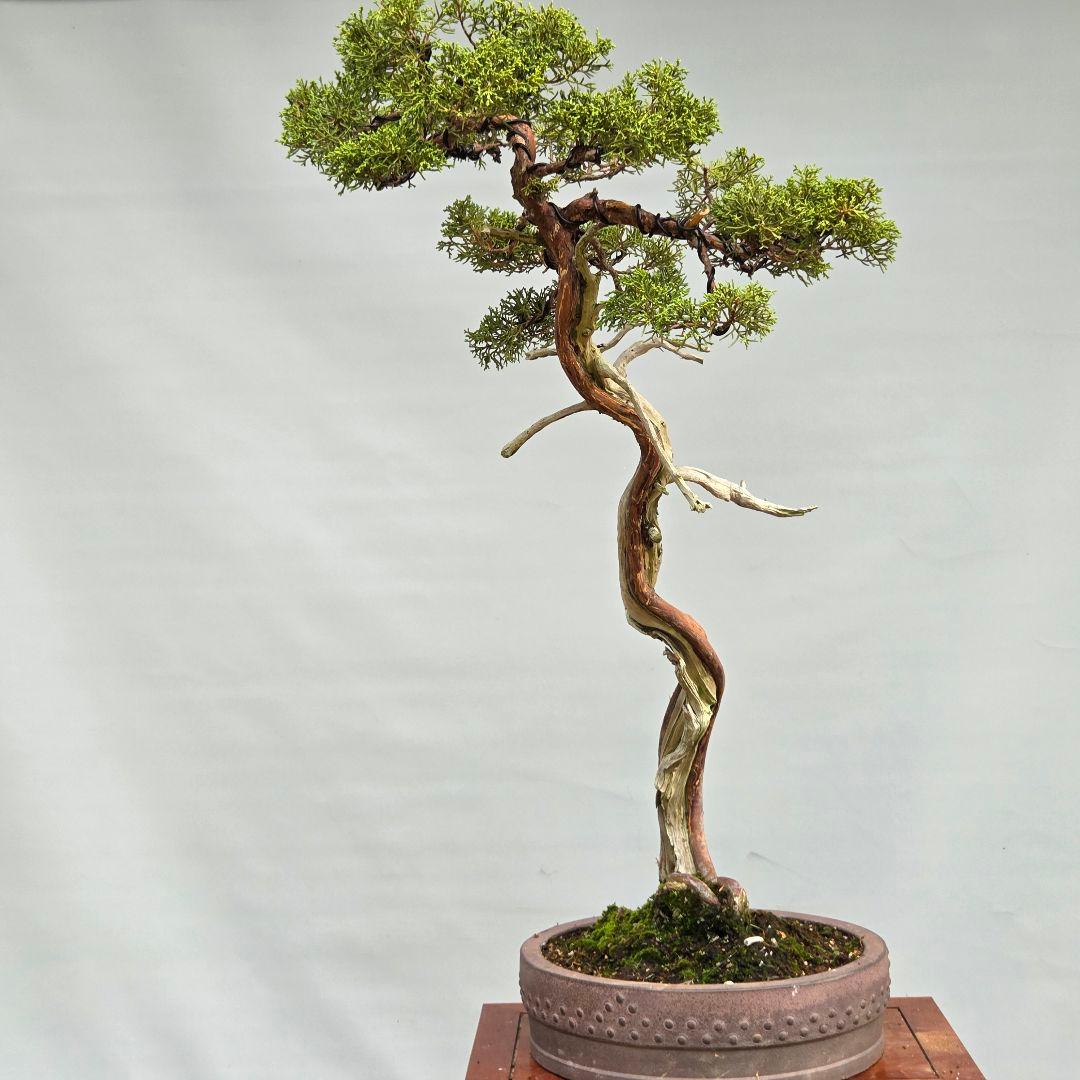 真柏　[山採り文人木]　大品盆栽